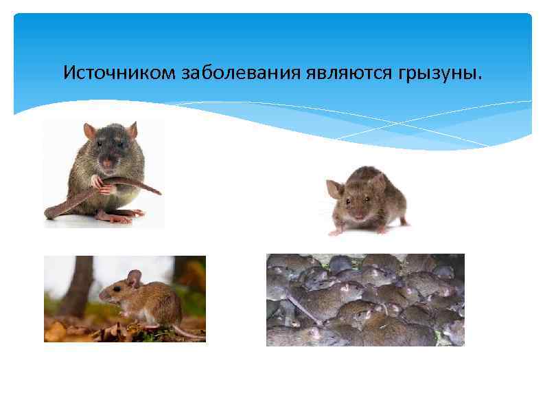 Источником заболевания являются грызуны. 