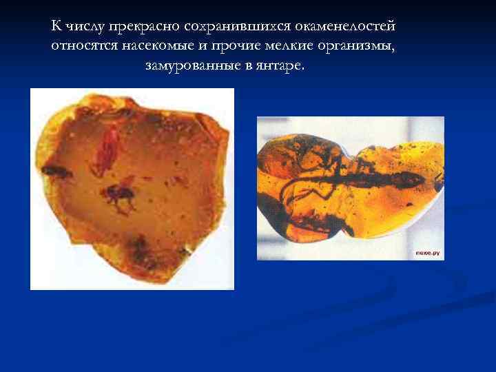 К числу прекрасно сохранившихся окаменелостей относятся насекомые и прочие мелкие организмы,   