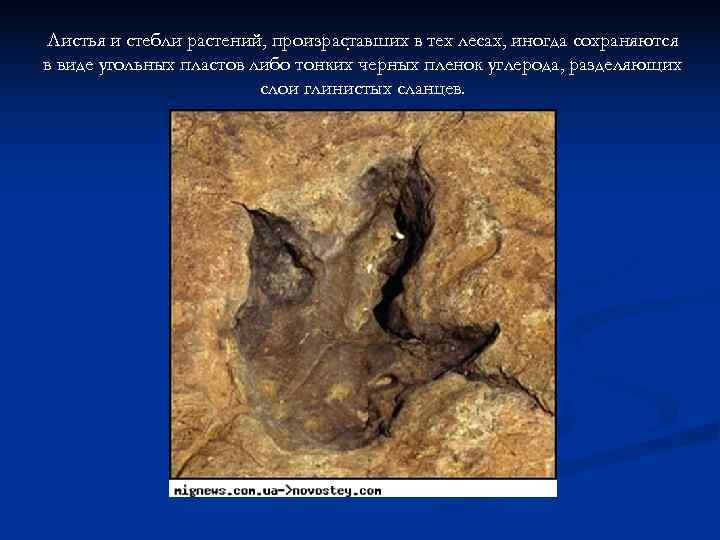 Листья и стебли растений, произраставших в тех лесах, иногда сохраняются    