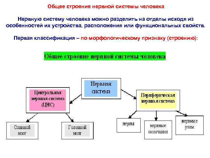   Общее строение нервной системы человека Нервную систему человека можно разделить на