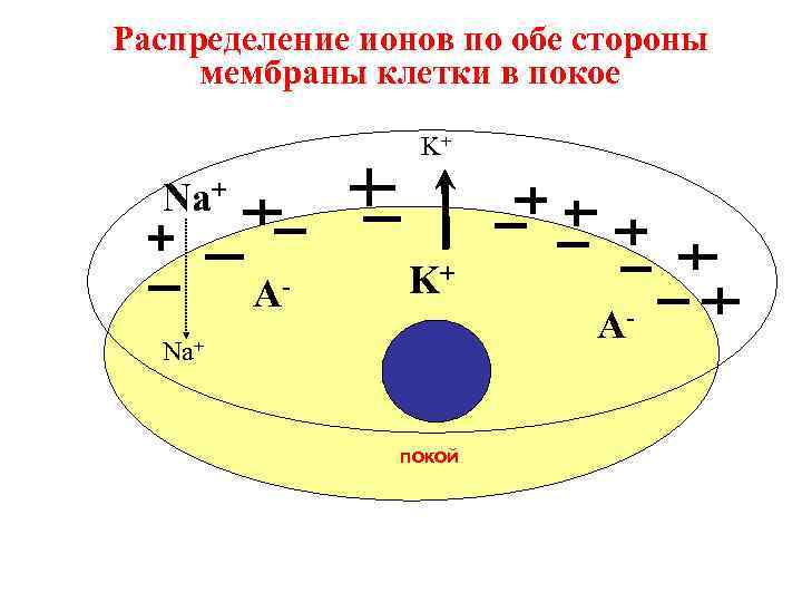 Распределение ионов по обе стороны мембраны клетки в покое   K+  Na+