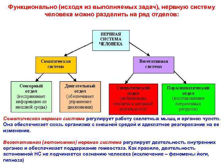  Функционально (исходя из выполняемых задач), нервную систему   человека можно разделить на
