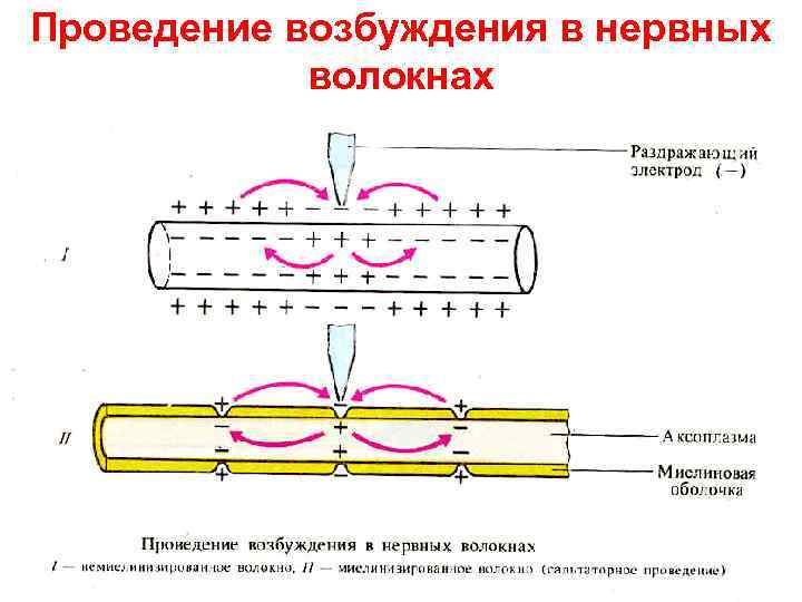 Проведение возбуждения в нервных   волокнах 