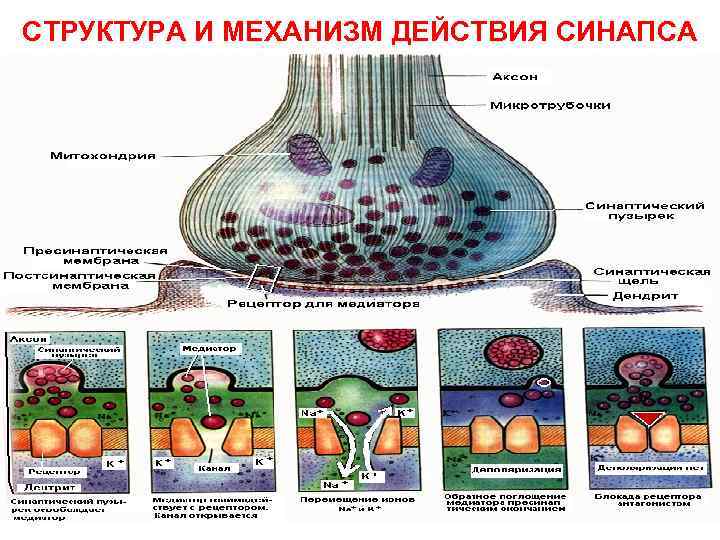 СТРУКТУРА И МЕХАНИЗМ ДЕЙСТВИЯ СИНАПСА 