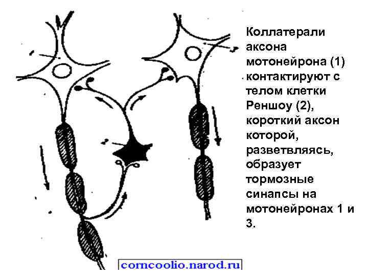 Коллатерали аксона мотонейрона (1) контактируют с телом клетки Реншоу (2),  короткий аксон которой,