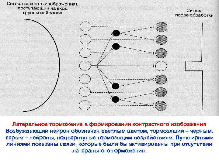  Латеральное торможение в формировании контрастного изображения Возбуждающий нейрон обозначен светлым цветом, тормозящий –