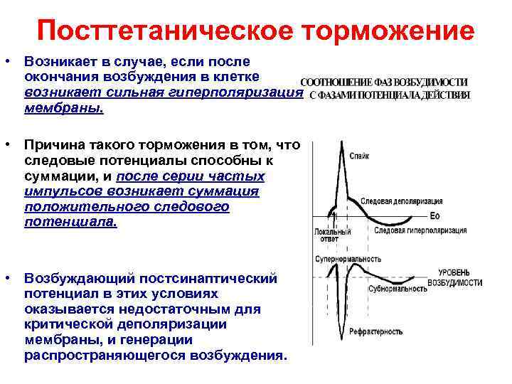   Посттетаническое торможение • Возникает в случае, если после  окончания возбуждения в