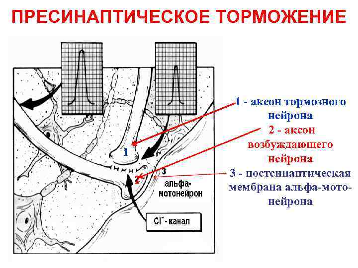 ПРЕСИНАПТИЧЕСКОЕ ТОРМОЖЕНИЕ     1 - аксон тормозного    