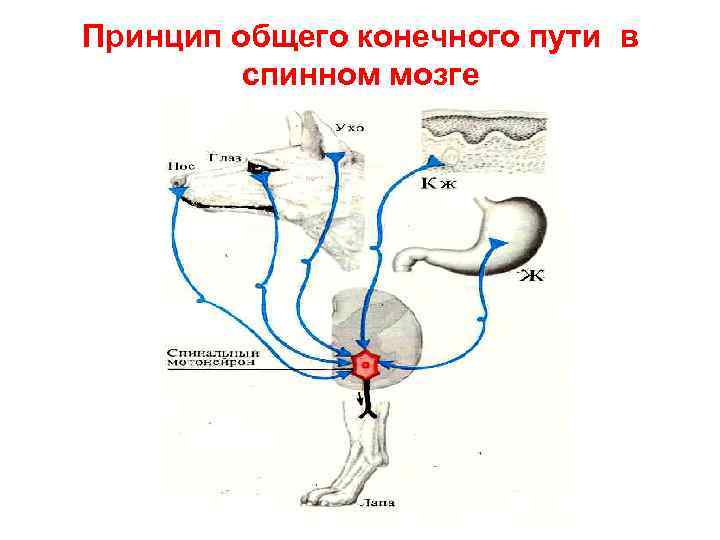 Принцип общего конечного пути в  спинном мозге 