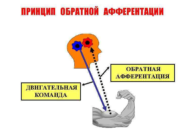 ПРИНЦИП ОБРАТНОЙ АФФЕРЕНТАЦИИ     ОБРАТНАЯ    АФФЕРЕНТАЦИЯ ДВИГАТЕЛЬНАЯ 