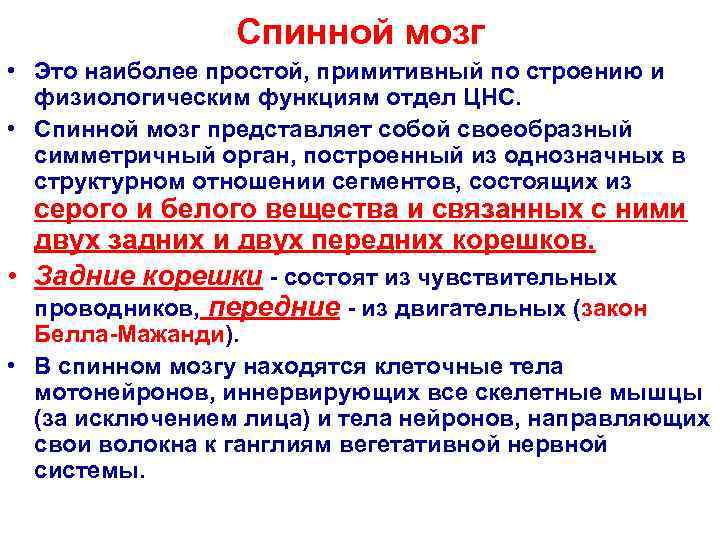    Спинной мозг • Это наиболее простой, примитивный по строению и 