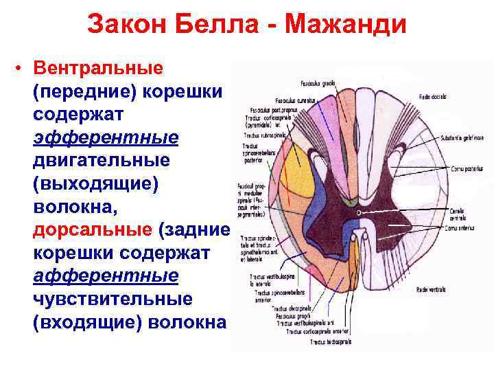   Закон Белла - Мажанди • Вентральные  (передние) корешки  содержат 