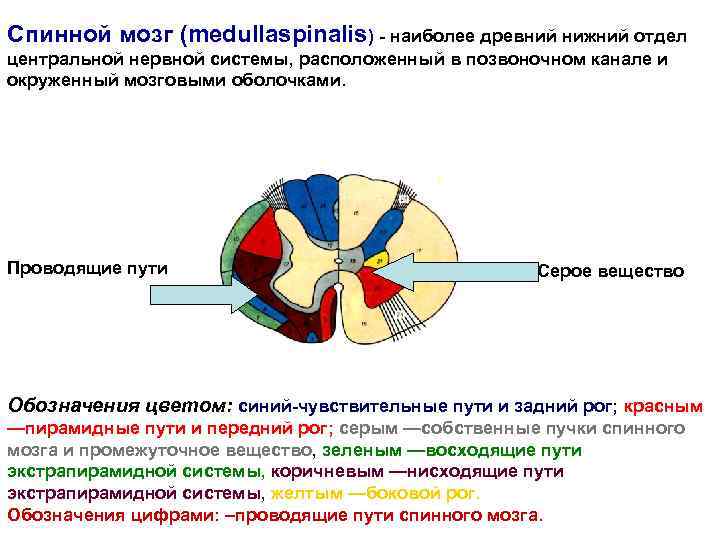 Спинной мозг (medullaspinalis) - наиболее древний нижний отдел центральной нервной системы, расположенный в позвоночном