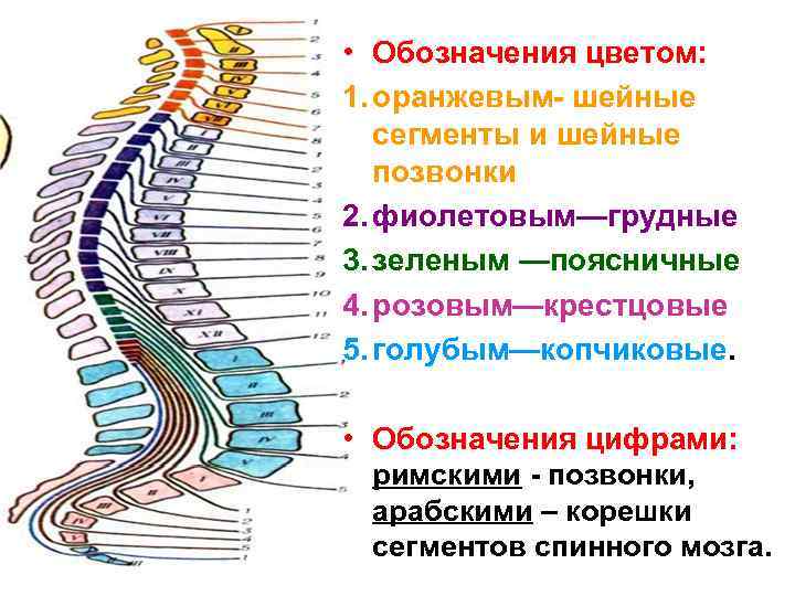  • Обозначения цветом: 1. оранжевым- шейные сегменты и шейные позвонки 2. фиолетовым—грудные 3.