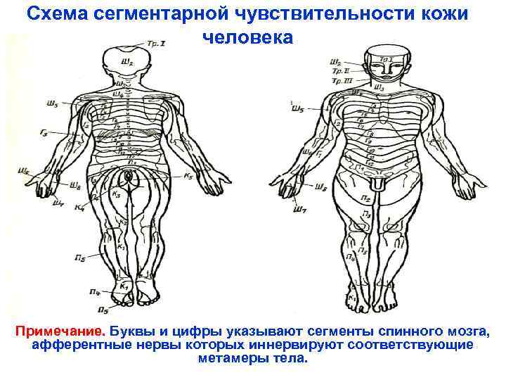  Схема сегментарной чувствительности кожи    человека Примечание. Буквы и цифры указывают