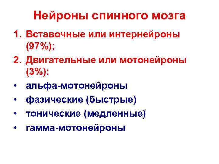   Нейроны спинного мозга 1. Вставочные или интернейроны (97%);  2. Двигательные или