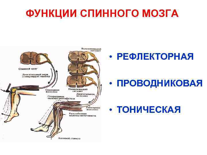 ФУНКЦИИ СПИННОГО МОЗГА    • РЕФЛЕКТОРНАЯ   • ПРОВОДНИКОВАЯ  