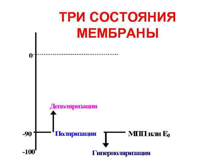 ТРИ СОСТОЯНИЯ  МЕМБРАНЫ 