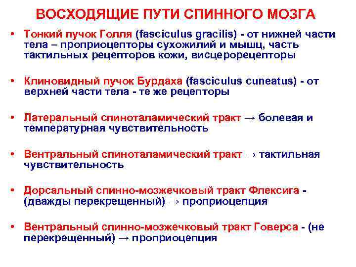   ВОСХОДЯЩИЕ ПУТИ СПИННОГО МОЗГА • Тонкий пучок Голля (fasciculus gracilis) - от