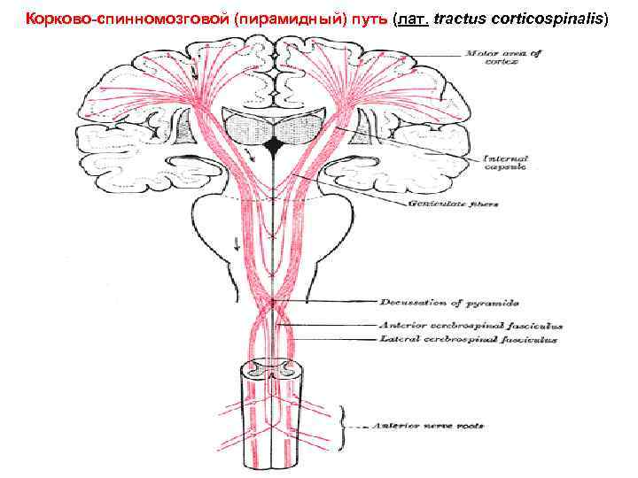 Корково-спинномозговой (пирамидный) путь (лат. tractus corticospinalis) 