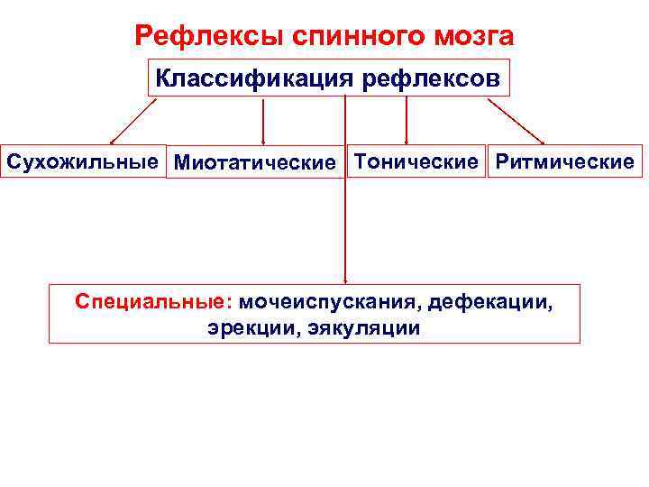    Рефлексы спинного мозга  Классификация рефлексов  Сухожильные Миотатические Тонические Ритмические