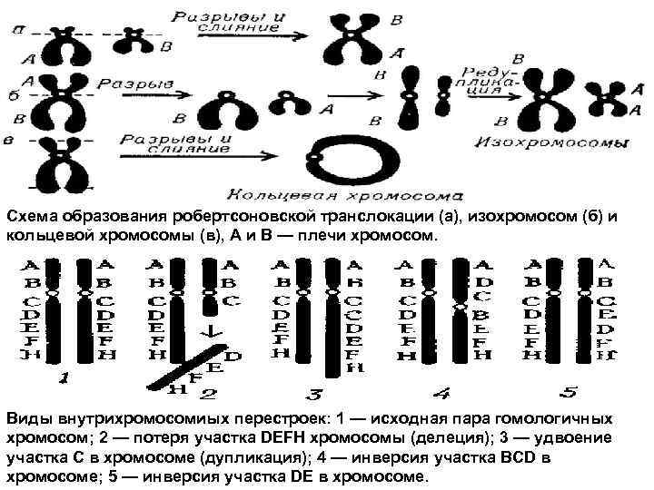Схема образования робертсоновской транслокации (а), изохромосом (б) и кольцевой хромосомы (в), A и В