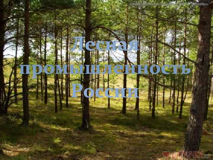   Лесная промышленность России 
