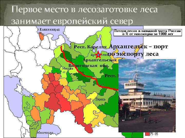 Первое место в лесозаготовке леса занимает европейский север    Респ. Карелия 