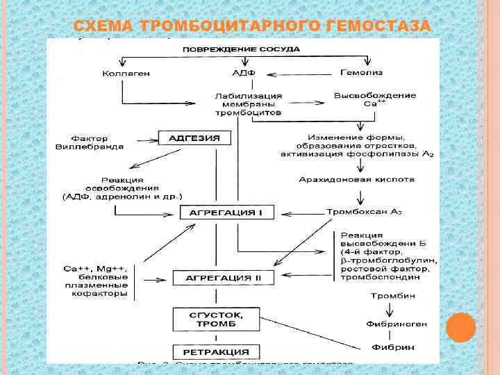 Патофизиология гемостаза. Этапы сосудисто-тромбоцитарного гемостаза. Схема сосудисто-тромбоцитарного гемостаза. Схема «механизмы гемостаза сосудисто тромбоцитарный. Схема тромбоцитарного гемостаза.