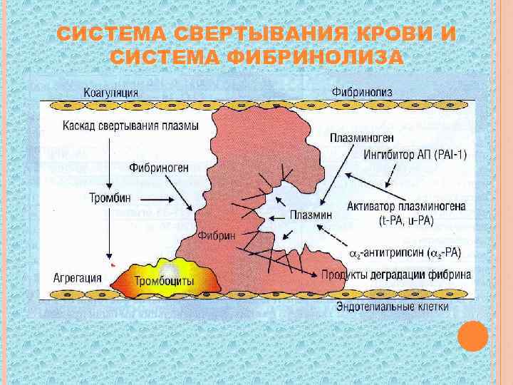 Гемостаз схема свертывание крови