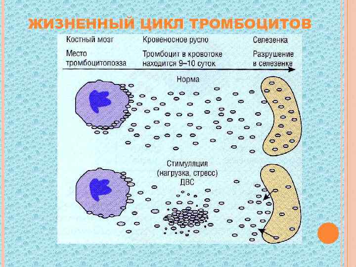 ЖИЗНЕННЫЙ ЦИКЛ ТРОМБОЦИТОВ 