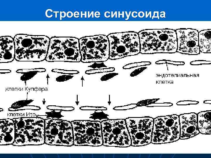 Строение синусоида 