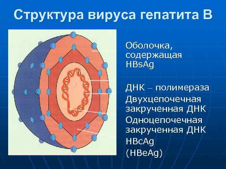 Структура вируса гепатита В   Оболочка,   содержащая    HBs.