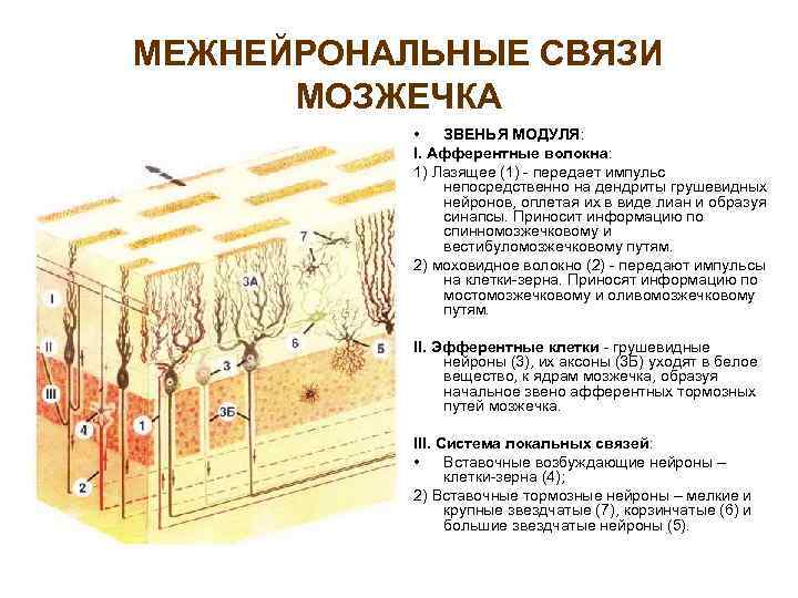 Схема межнейрональных связей в коре мозжечка функциональные взаимосвязи