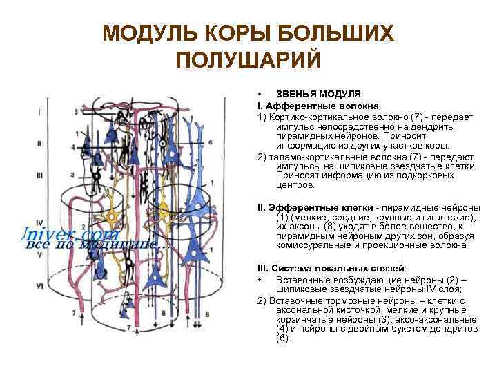 В чем состоит регуляторная функция плазмы