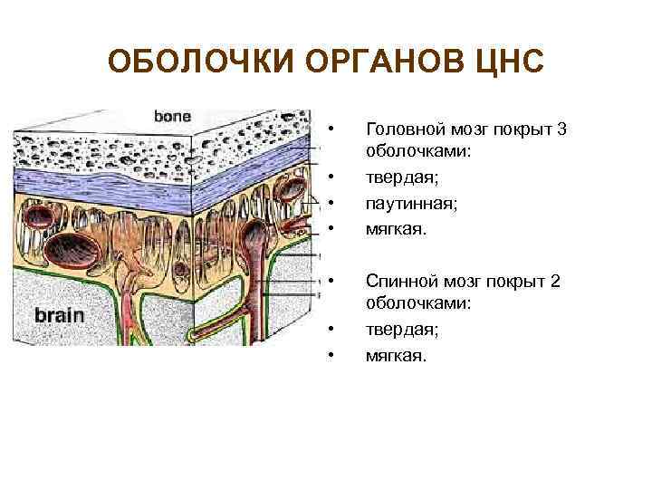 Оболочки органов. Головной мозг покрыт оболочками. Головной мозг покрыт тремя оболочками. Головной и спинной мозг покрыт оболочками:. Оболочки головного мозга покрыты 3 оболочками.