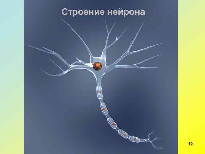 Строение нейрона    12 