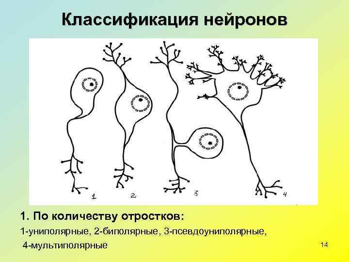   Классификация нейронов 1. По количеству отростков:  1 -униполярные, 2 -биполярные, 3