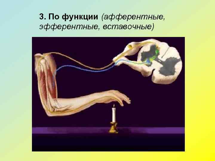 3. По функции (афферентные, эфферентные, вставочные) 