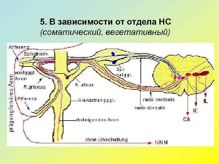 5. В зависимости от отдела НС (соматический, вегетативный) 