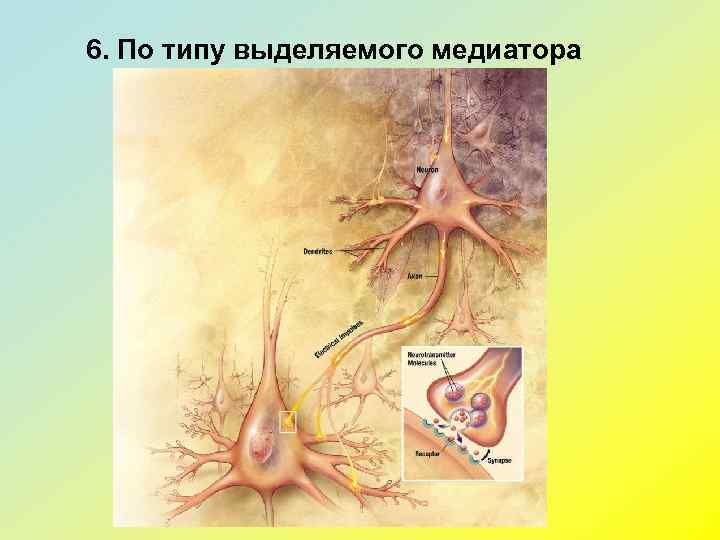 6. По типу выделяемого медиатора 