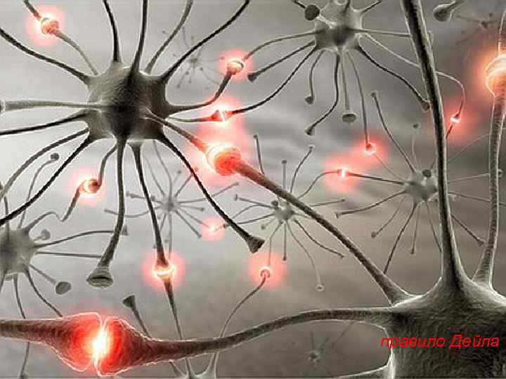 правило Дейла 