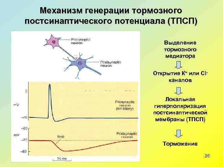   Механизм генерации тормозного постсинаптического потенциала (ТПСП)      