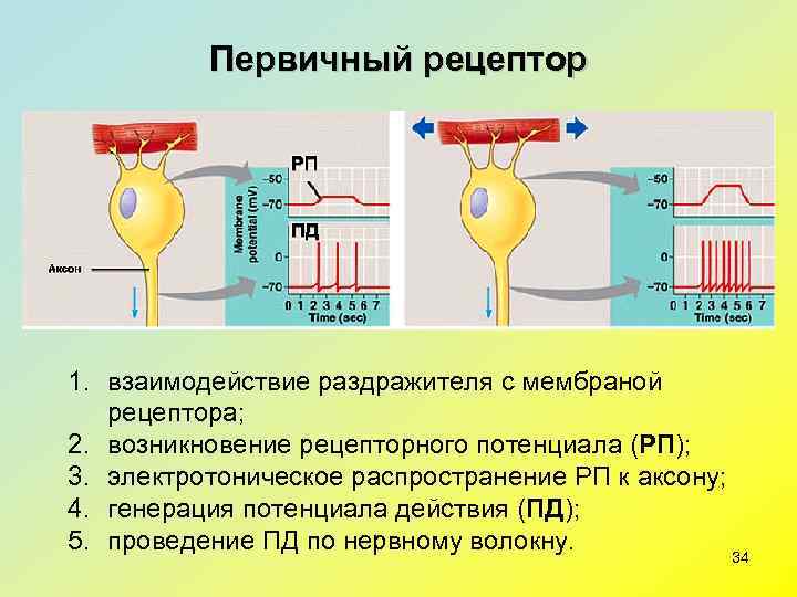    Первичный рецептор 1. взаимодействие раздражителя с мембраной рецептора; 2. возникновение рецепторного