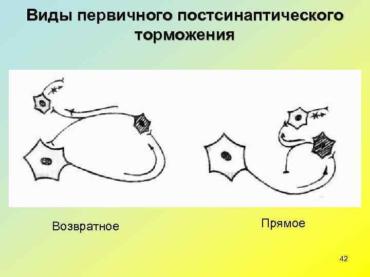 Виды первичного постсинаптического   торможения  Возвратное   Прямое   