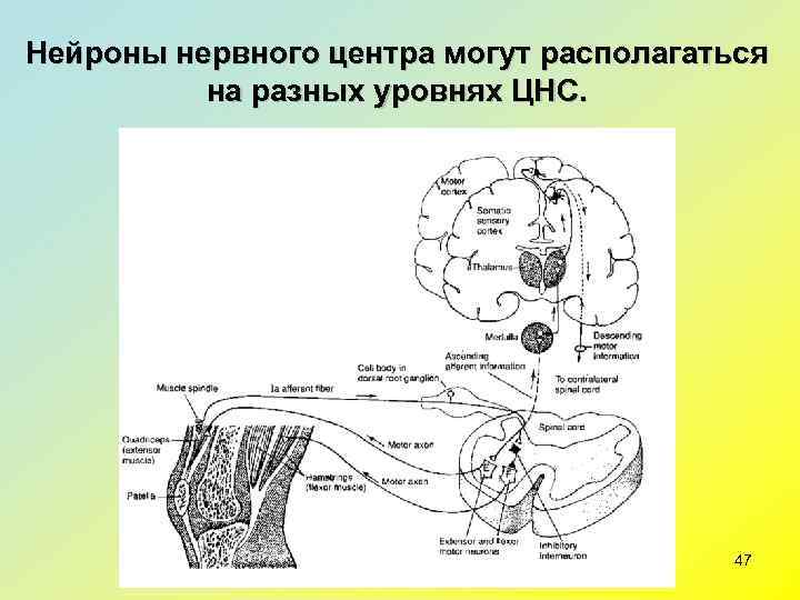Нейроны нервного центра могут располагаться  на разных уровнях ЦНС.    