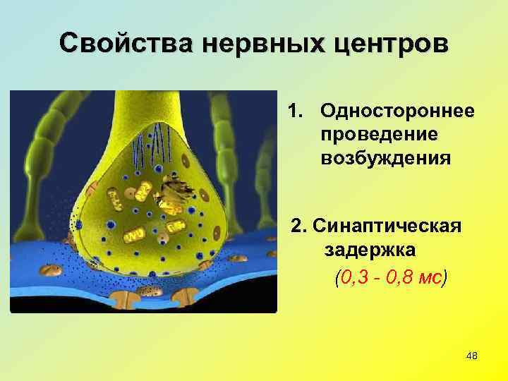 Свойства нервных центров   1. Одностороннее    проведение   