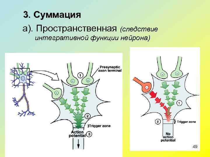 3. Суммация а). Пространственная (следствие  интегративной функции нейрона)    49 