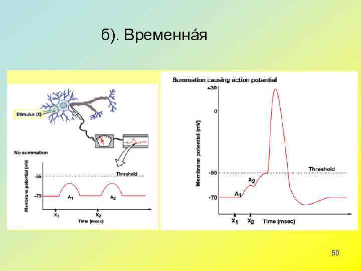 б). Временнáя     50 