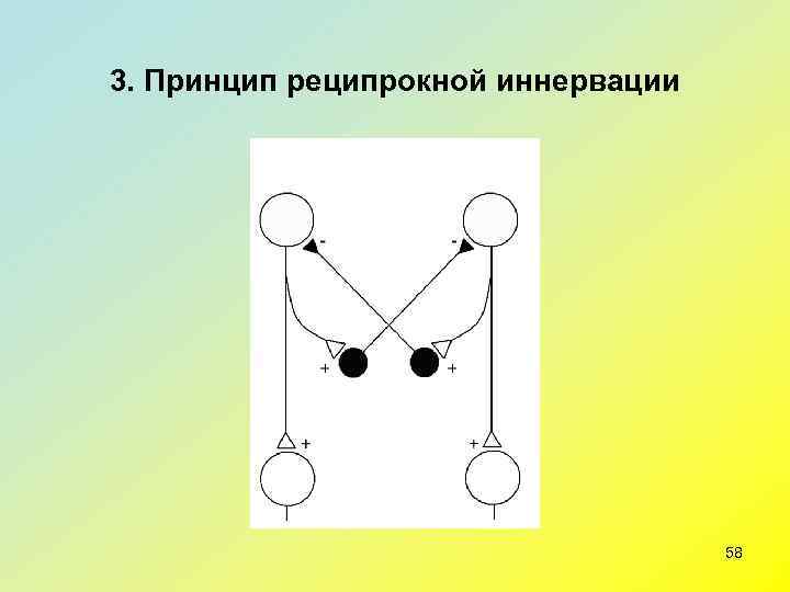 3. Принцип реципрокной иннервации    58 